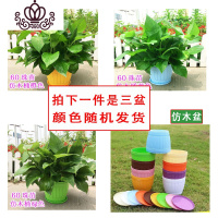 封后绿萝盆栽室内花卉绿植水养长藤绿箩盆栽大叶水培办公吊兰苗多肉花 三盆仿木桶盆绿萝(随机颜色) 裸根不带土