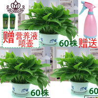 封后绿萝盆栽室内花卉绿植水养长藤绿箩盆栽大叶水培办公吊兰苗多肉花 中国风三盆装+营养液+喷壶 裸根不带土