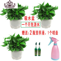封后绿萝盆栽室内花卉绿植水养长藤绿箩盆栽大叶水培办公吊兰苗多肉花 吸水盆三盆+喷壶+营养液 裸根不带土
