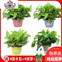 封后绿萝盆栽室内花卉绿植水养长藤绿箩盆栽大叶水培办公吊兰苗多肉花 彩色吸水盆4盆+营养液2支 裸根不带土