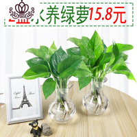 封后绿萝盆栽室内花卉绿植水养长藤绿箩盆栽大叶水培办公吊兰苗多肉花 水培绿萝2个(塑料盆) 裸根不带土