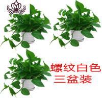 封后绿萝盆栽室内花卉绿植水养长藤绿箩盆栽大叶水培办公吊兰苗多肉花 白色树脂盆绿萝三盆 裸根不带土