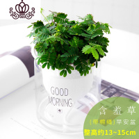 封后盆栽植物室内害羞办公室盆栽桌面水培植物花卉绿植小盆景 早安盆[含羞草] 带盆栽好