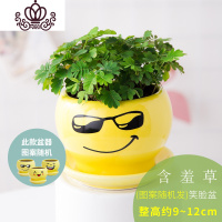 封后盆栽植物室内害羞办公室盆栽桌面水培植物花卉绿植小盆景 笑脸盆[含羞草] 带盆栽好