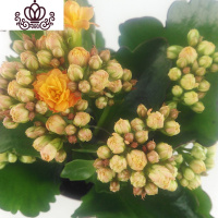 封后成都盆栽花卉室内桌面阳台盆栽植物长寿花苗四季开花带花苞 长寿花橙色盆径10CM 带盆栽好