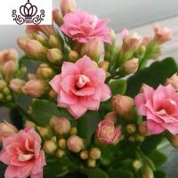 封后成都盆栽花卉室内桌面阳台盆栽植物长寿花苗四季开花带花苞 长寿花粉色盆径10CM 带盆栽好