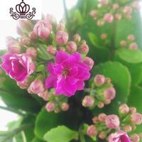 封后成都盆栽花卉室内桌面阳台盆栽植物长寿花苗四季开花带花苞 长寿花紫色盆径10CM 带盆栽好