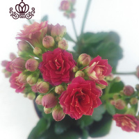 封后成都盆栽花卉室内桌面阳台盆栽植物长寿花苗四季开花带花苞 长寿花红色盆径10CM 带盆栽好