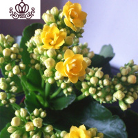 封后成都盆栽花卉室内桌面阳台盆栽植物长寿花苗四季开花带花苞 长寿花黄色盆径10CM 带盆栽好
