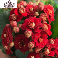 封后长寿花盆栽重瓣大花苗带花苞种花卉观花植物室内绿植四季开花 长寿花-红色 不含盆