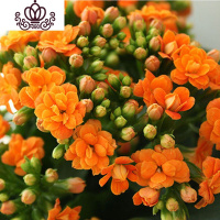 封后长寿花盆栽重瓣大花苗带花苞种花卉观花植物室内绿植四季开花 长寿花-橙色 不含盆