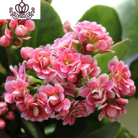 封后长寿花盆栽重瓣大花苗带花苞种花卉观花植物室内绿植四季开花 长寿花-粉色 不含盆