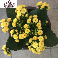 封后长寿花盆栽重瓣大花苗带花苞种花卉观花植物室内绿植四季开花 长寿花-黄色 不含盆