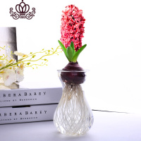 封后水培植物风信子洋水仙易活套装水养室内外种植绿植盆栽花卉 红色水培套装 含盆