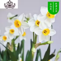 封后水仙花盆栽室内水培土养植物桌面洋水仙花四季水养花卉阳台易养活 冰清玉洁3球+(盆液肥) 含盆