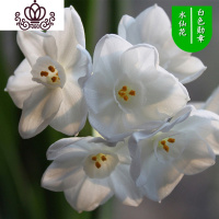封后水仙花盆栽室内水培土养植物桌面洋水仙花四季水养花卉阳台易养活 勋章3个球+(盆液肥) 含盆