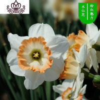 封后水仙花盆栽室内水培土养植物桌面洋水仙花四季水养花卉阳台易养活 粉红魅力3球+(盆液肥) 含盆