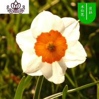 封后水仙花盆栽室内水培土养植物桌面洋水仙花四季水养花卉阳台易养活 贝拉3个球+(盆液肥) 含盆