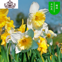 封后水仙花盆栽室内水培土养植物桌面洋水仙花四季水养花卉阳台易养活 赌城3个球+(盆液肥) 含盆