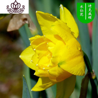 封后水仙花盆栽室内水培土养植物桌面洋水仙花四季水养花卉阳台易养活 迪克威顿3球+(盆液肥) 含盆