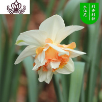 封后水仙花盆栽室内水培土养植物桌面洋水仙花四季水养花卉阳台易养活 利普利特3球+(盆液肥) 含盆
