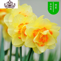 封后水仙花盆栽室内水培土养植物桌面洋水仙花四季水养花卉阳台易养活 明星3个球+(盆液肥) 含盆