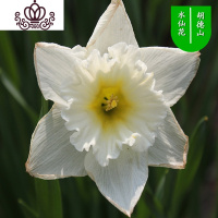 封后水仙花盆栽室内水培土养植物桌面洋水仙花四季水养花卉阳台易养活 胡德山3个球+(盆液肥) 含盆