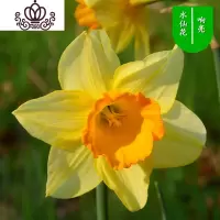 封后水仙花盆栽室内水培土养植物桌面洋水仙花四季水养花卉阳台易养活 响亮3个球+(盆液肥) 含盆