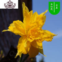 封后水仙花盆栽室内水培土养植物桌面洋水仙花四季水养花卉阳台易养活 女皇3个球+(盆液肥) 含盆