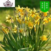 封后水仙花盆栽室内水培土养植物桌面洋水仙花四季水养花卉阳台易养活 悄悄话3个球+(盆液肥) 含盆