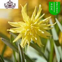 封后水仙花盆栽室内水培土养植物桌面洋水仙花四季水养花卉阳台易养活 瑞普凡温克尔3球套装 含盆