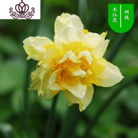 封后水仙花盆栽室内水培土养植物桌面洋水仙花四季水养花卉阳台易养活 网线3个球+(盆液肥) 含盆