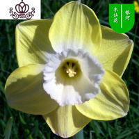 封后水仙花盆栽室内水培土养植物桌面洋水仙花四季水养花卉阳台易养活 银河3个球+(盆液肥) 含盆