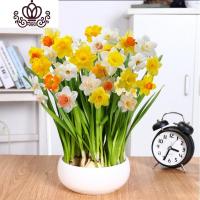 封后水仙花盆栽室内水培土养植物桌面洋水仙花四季水养花卉阳台易养活 混色3个球+(盆液肥) 含盆
