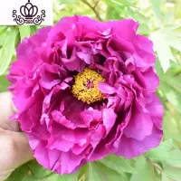 封后洛阳牡丹花苗观赏大花重瓣花卉绿植物盆栽室内外庭院栽种植大苗 岛大臣(5-7分叉) 不含盆