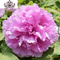 封后洛阳牡丹花苗观赏大花重瓣花卉绿植物盆栽室内外庭院栽种植大苗 桃红飞翠(5-7分叉) 不含盆