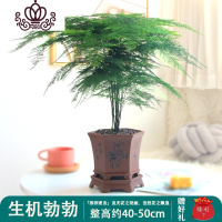 封后文竹盆栽室内花卉植物客厅盆景办公室桌面四季常青小绿植好养大苗 生机勃勃(5年大老桩) 含盆