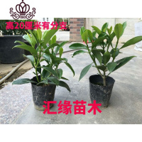 封后花卉非洲茉莉苗四季常绿庭院阳台室内盆栽大型绿植原土发货 20厘米有分支2株 不含盆