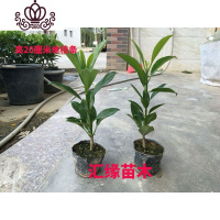 封后花卉非洲茉莉苗四季常绿庭院阳台室内盆栽大型绿植原土发货 高20厘米单支2株 不含盆