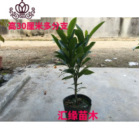 封后花卉非洲茉莉苗四季常绿庭院阳台室内盆栽大型绿植原土发货 高30厘米多分枝2株 不含盆