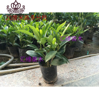 封后花卉非洲茉莉苗四季常绿庭院阳台室内盆栽大型绿植原土发货 20厘米有分支1株 不含盆