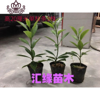 封后花卉非洲茉莉苗四季常绿庭院阳台室内盆栽大型绿植原土发货 高20厘米单支3株 不含盆