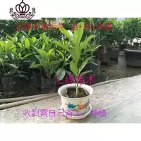 封后花卉非洲茉莉苗四季常绿庭院阳台室内盆栽大型绿植原土发货 高20厘米单支条1株+盆+底盘 不含盆