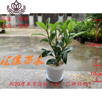 封后花卉非洲茉莉苗四季常绿庭院阳台室内盆栽大型绿植原土发货 高20厘米有分枝一盆(已种好) 不含盆