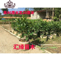 封后花卉非洲茉莉苗四季常绿庭院阳台室内盆栽大型绿植原土发货 高40厘米宽30厘米1株 不含盆