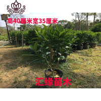 封后花卉非洲茉莉苗四季常绿庭院阳台室内盆栽大型绿植原土发货 高40厘米宽35厘米1株 不含盆