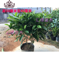 封后花卉非洲茉莉苗四季常绿庭院阳台室内盆栽大型绿植原土发货 高50厘米宽40厘米1株 不含盆
