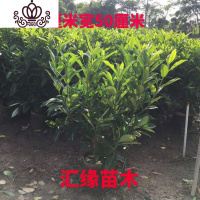 封后花卉非洲茉莉苗四季常绿庭院阳台室内盆栽大型绿植原土发货 高60厘米宽50厘米1株 不含盆