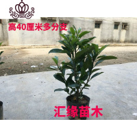 封后花卉非洲茉莉苗四季常绿庭院阳台室内盆栽大型绿植原土发货 高40厘米多分枝1株 不含盆