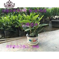 封后花卉非洲茉莉苗四季常绿庭院阳台室内盆栽大型绿植原土发货 高20厘米有分支1株+盆+底盘 不含盆